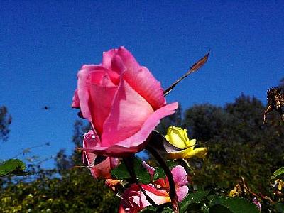 Photo Pink Rose 2 Flower