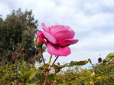 Photo Pink Rose 3 Flower