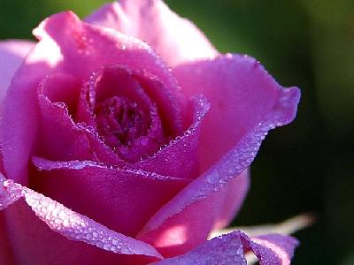Photo Pink Rose Drops Flower
