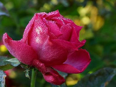 Photo Pink Rose Drops 2 Flower