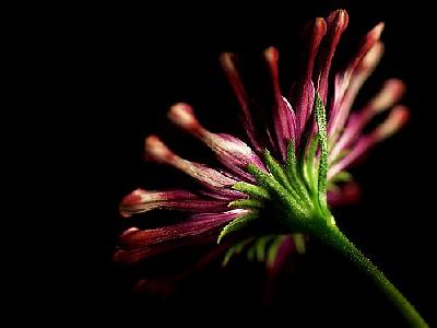 Photo Pink Whirls Daisy 2 Flower