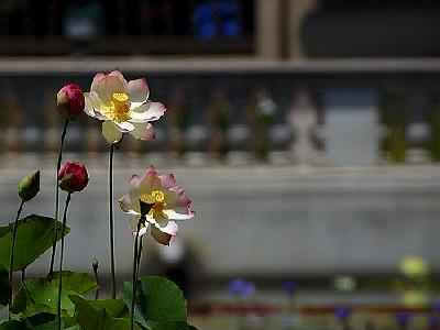 Photo Pond Flower