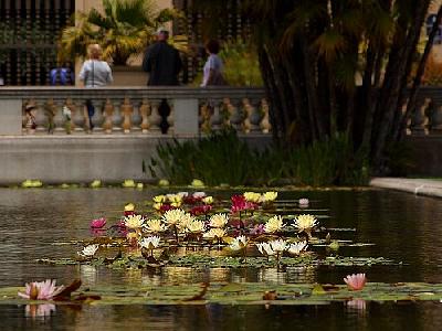 Photo Pond 2 Flower