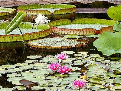 Photo Pond 3 Flower