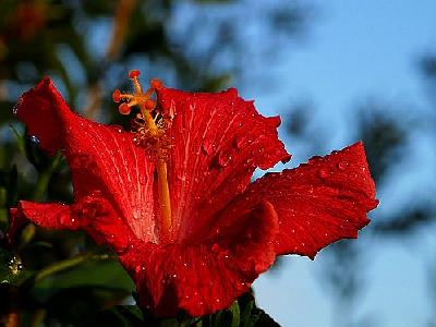 Photo Rain Flower