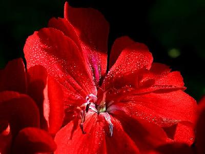Photo Red Flower Flower
