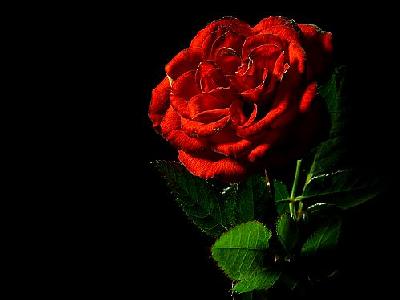 Photo Red Rose Flower