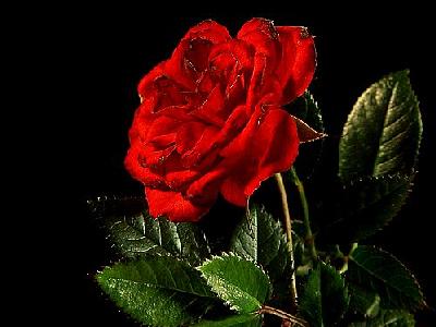 Photo Red Rose 3 Flower