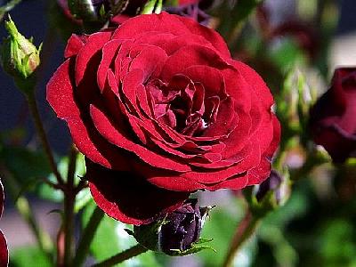Photo Rose Flower