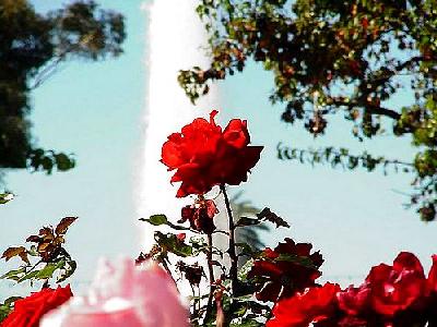 Photo Rose Garden Flower
