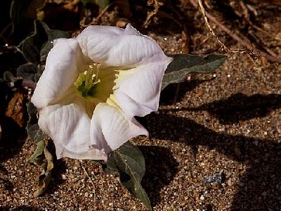 Photo Sacred Datura Flower