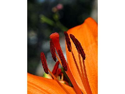 Photo Stamen And Pistil Flower