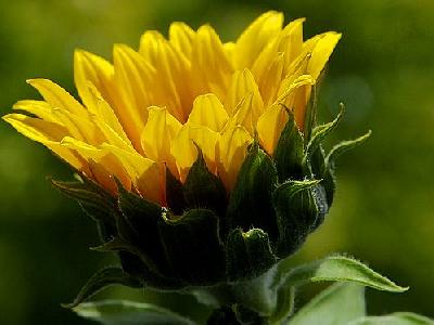 Photo Sun Flower Flower