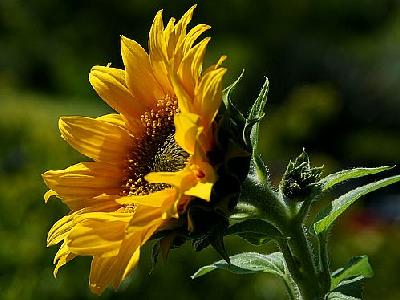 Photo Sunflower Flower