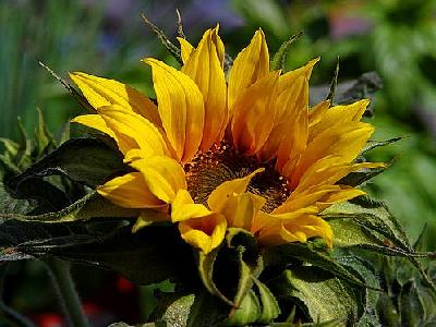 Photo Sunflower 2 Flower