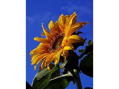 Photo Sunflower 4 Flower