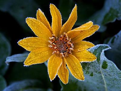 Photo Sunflower Frost Flower