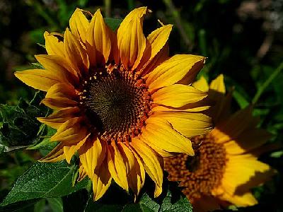 Photo Sunflowers Flower