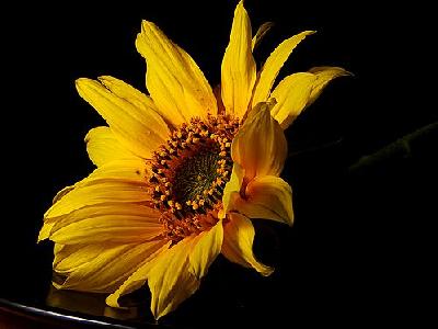 Photo Sunflowers 2 Flower