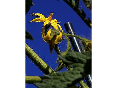 Photo Tomato Blossoms Flower