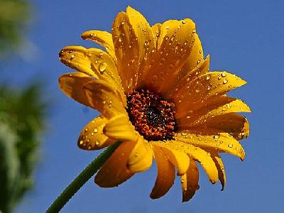 Photo Wet Dewy Daisy Flower