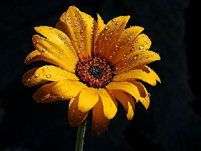Photo Wet Flower Flower
