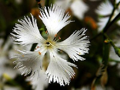 Photo White Flower Flower
