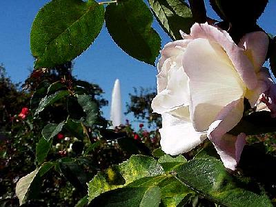 Photo White Rose Flower