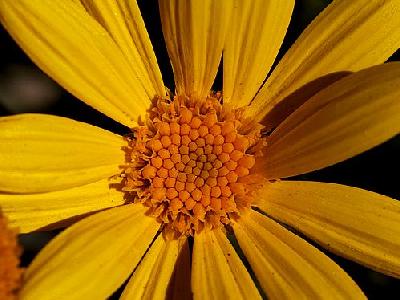 Photo Yellow Daisy Flower