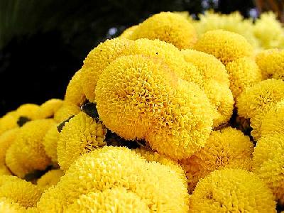 Photo Yellow Flower Flower