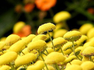 Photo Yellow Flowers Flower