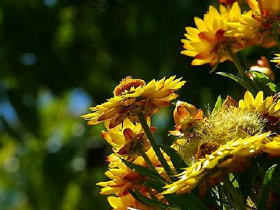 Photo Yellow Flowers 2 Flower