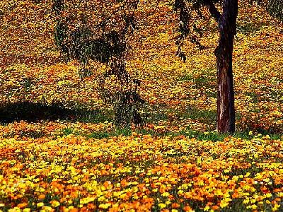 Photo Yellow Flowers 6 Flower