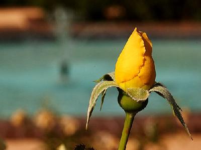 Photo Yellow Rose Flower