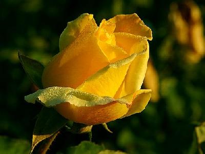 Photo Yellow Rose 2 Flower