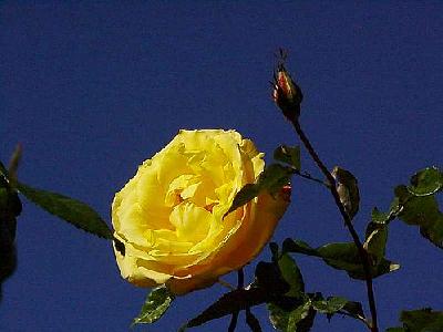 Photo Yellow Rose 4 Flower