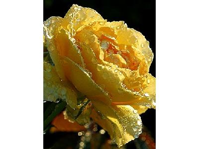 Photo Yellow Rose Drops Flower