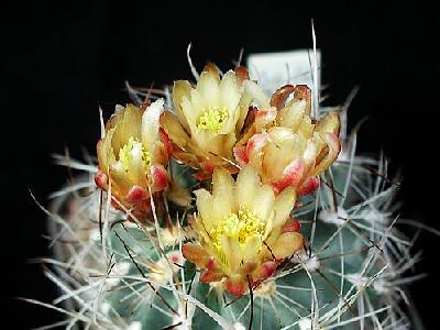 Photo Cactus 1 Flower
