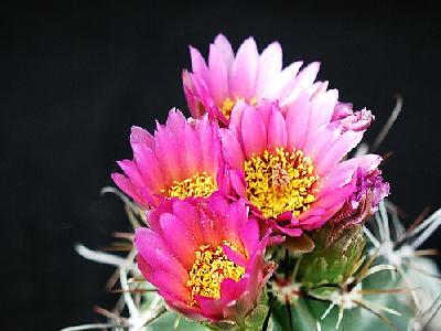 Photo Cactus 10 Flower