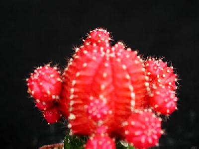 Photo Cactus 120 Flower