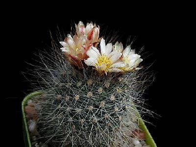 Photo Cactus 150 Flower