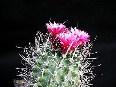 Photo Cactus 180 Flower