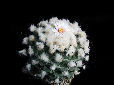 Photo Cactus 210 Flower