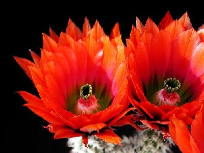 Photo Cactus 26 Flower