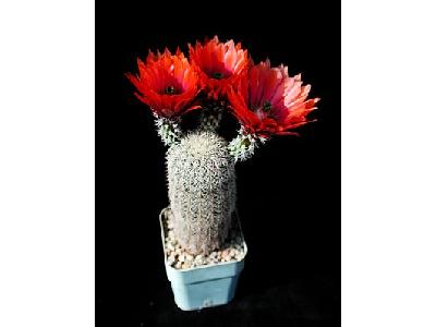 Photo Cactus 29 Flower