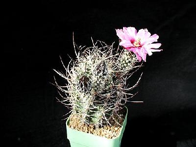 Photo Cactus 37 Flower