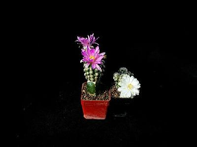 Photo Cactus 4 Flower