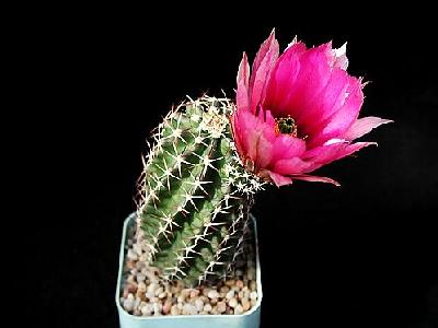 Photo Cactus 42 Flower