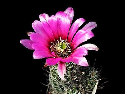 Photo Cactus 48 Flower
