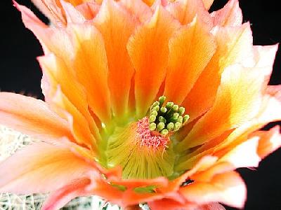 Photo Cactus 50 Flower